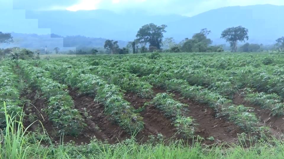 ခွင့်ပြုချက်မရှိဘဲ သိမ်းယူထားသည့် ယူဇနကုမ္ပဏီပိုင်မြေယာများအား KIO မှ ပြန်သိမ်းမည်ဟုဆို